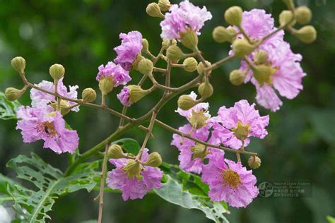 大花紫薇生長速度|Lagerstroemia speciosa (L.) Pers.